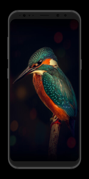 Run android online APK Birds Wallpaper 4K from MyAndroid or emulate Birds Wallpaper 4K using MyAndroid Run android online APK Birds Wallpaper 4K from MyAndroid or emulate Birds Wallpaper 4K using MyAndroid