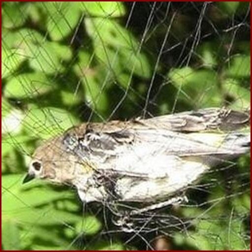 Emulate Android APK Bird Trap
