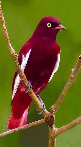 Run android online APK Bird Wallpaper 2 from MyAndroid or emulate Bird Wallpaper 2 using MyAndroid Run android online APK Bird Wallpaper 2 from MyAndroid or emulate Bird Wallpaper 2 using MyAndroid