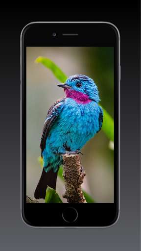 Run android online APK Bird Wallpaper, GIF from MyAndroid or emulate Bird Wallpaper, GIF using MyAndroid Run android online APK Bird Wallpaper, GIF from MyAndroid or emulate Bird Wallpaper, GIF using MyAndroid