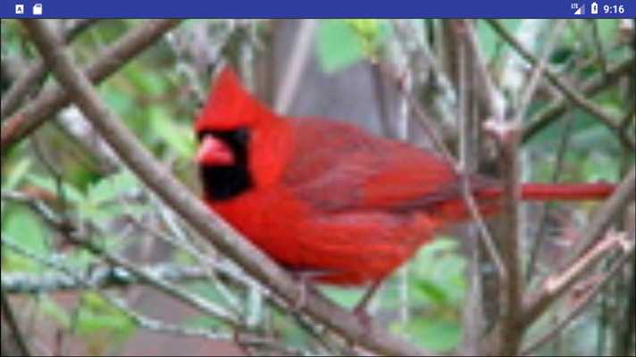 Emulate Android APK Bird Wallpapers: Beautiful Bird Images, Bird Pics