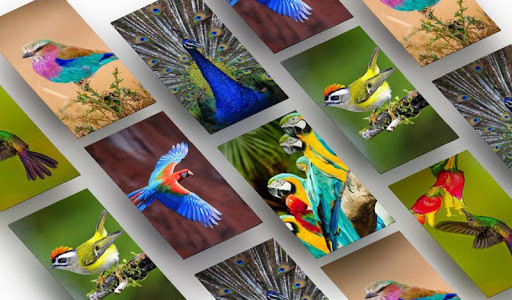Run android online APK BIrd Wallpapers HD from MyAndroid or emulate BIrd Wallpapers HD using MyAndroid Run android online APK BIrd Wallpapers HD from MyAndroid or emulate BIrd Wallpapers HD using MyAndroid