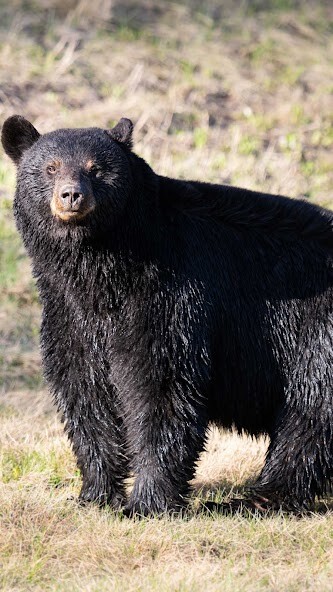 Run android online APK Black Bear Wallpaper from MyAndroid or emulate Black Bear Wallpaper using MyAndroid Run android online APK Black Bear Wallpaper from MyAndroid or emulate Black Bear Wallpaper using MyAndroid