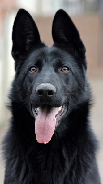 Run android online APK Black Dog Wallpaper from MyAndroid or emulate Black Dog Wallpaper using MyAndroid Run android online APK Black Dog Wallpaper from MyAndroid or emulate Black Dog Wallpaper using MyAndroid