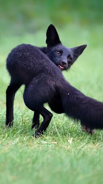 Run android online APK Black Fox Wallpaper from MyAndroid or emulate Black Fox Wallpaper using MyAndroid Run android online APK Black Fox Wallpaper from MyAndroid or emulate Black Fox Wallpaper using MyAndroid