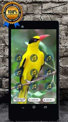 Emulate Android APK Black Naped Oriole Call : Oriole Bird Sounds