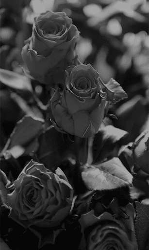 Run android online APK Black Rose HD Wallpaper from MyAndroid or emulate Black Rose HD Wallpaper using MyAndroid Run android online APK Black Rose HD Wallpaper from MyAndroid or emulate Black Rose HD Wallpaper using MyAndroid