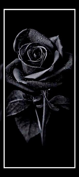 Run android online APK black rose wallpaper full hd from MyAndroid or emulate black rose wallpaper full hd using MyAndroid Run android online APK black rose wallpaper full hd from MyAndroid or emulate black rose wallpaper full hd using MyAndroid