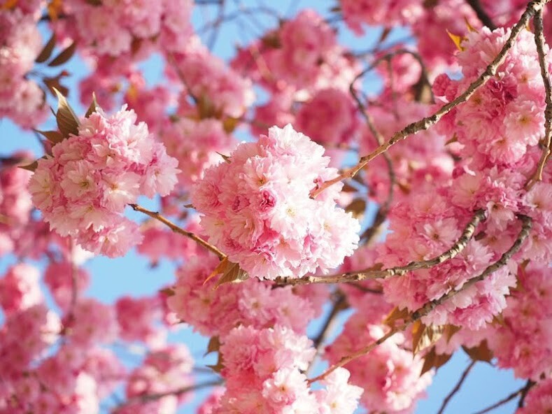 Run android online APK Bloom wallpapers from MyAndroid or emulate Bloom wallpapers using MyAndroid Run android online APK Bloom wallpapers from MyAndroid or emulate Bloom wallpapers using MyAndroid
