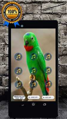 Emulate Android APK Blue Crowned Hanging Parrot Call and Sound Emulate Android APK Blue Crowned Hanging Parrot Call and Sound