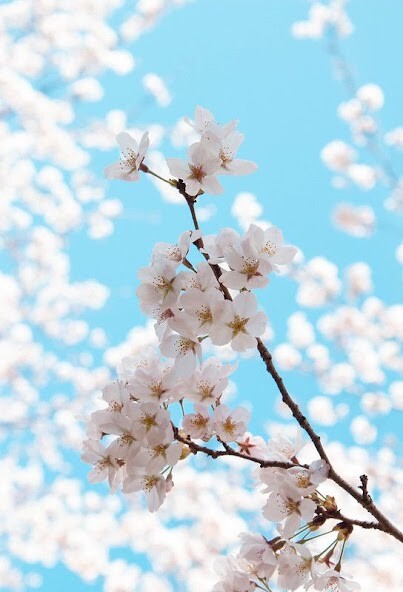 Run android online APK Blue Flower Wallpaper HD from MyAndroid or emulate Blue Flower Wallpaper HD using MyAndroid Run android online APK Blue Flower Wallpaper HD from MyAndroid or emulate Blue Flower Wallpaper HD using MyAndroid