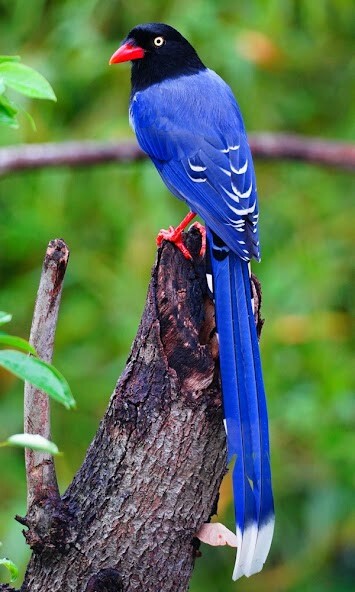 Run android online APK Blue Magpie Birds Sounds from MyAndroid or emulate Blue Magpie Birds Sounds using MyAndroid Run android online APK Blue Magpie Birds Sounds from MyAndroid or emulate Blue Magpie Birds Sounds using MyAndroid