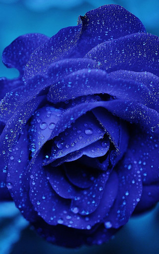 Emulate Android APK Blue Rose Live Wallpaper Emulate Android APK Blue Rose Live Wallpaper