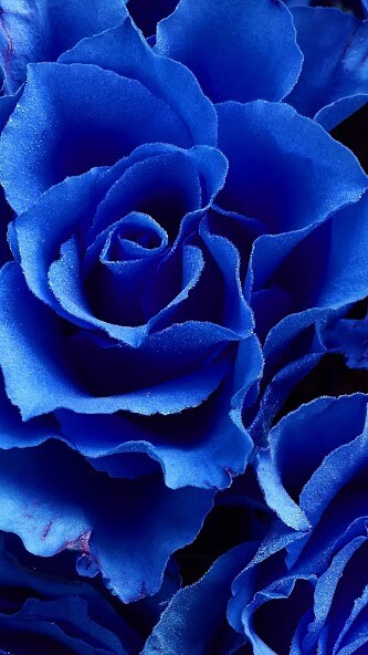 Run android online APK Blue Rose Wallpaper from MyAndroid or emulate Blue Rose Wallpaper using MyAndroid Run android online APK Blue Rose Wallpaper from MyAndroid or emulate Blue Rose Wallpaper using MyAndroid