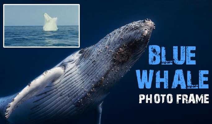 Emulate Android APK Blue Whale Photo Frame Emulate Android APK Blue Whale Photo Frame