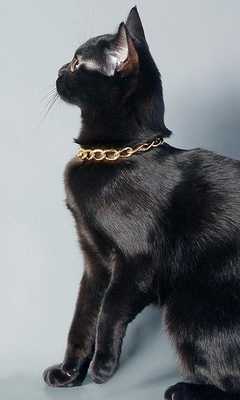 Emulate Android APK Bombay Cats Jigsaw Puzzles