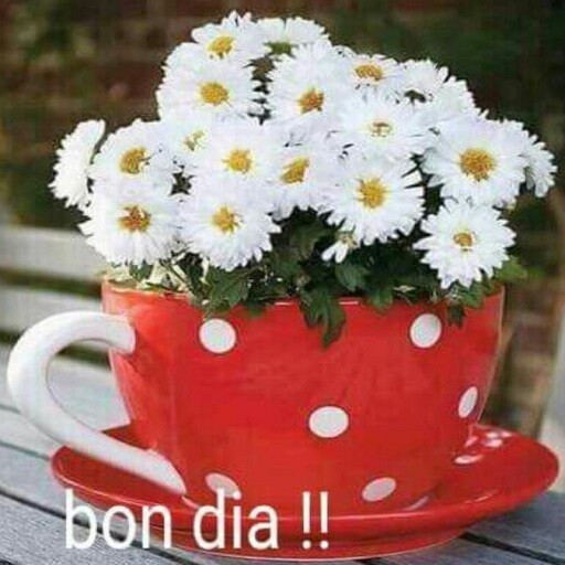 Run android online APK BON DIA! from MyAndroid or emulate BON DIA! using MyAndroid