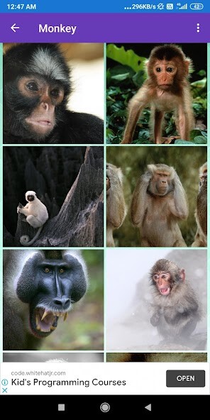 Run android online APK Bonobo, Chimpanzee, Gorilla, Monkey Wallpapers from MyAndroid or emulate Bonobo, Chimpanzee, Gorilla, Monkey Wallpapers using MyAndroid Run android online APK Bonobo, Chimpanzee, Gorilla, Monkey Wallpapers from MyAndroid or emulate Bonobo, Chimpanzee, Gorilla, Monkey Wallpapers using MyAndroid