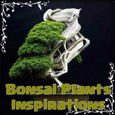 Emulate Android APK Bonsai Plants Inspirations Emulate Android APK Bonsai Plants Inspirations