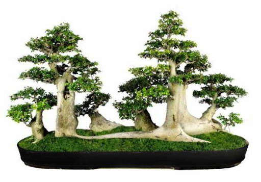 Run android online APK Bonsai Trees Designs from MyAndroid or emulate Bonsai Trees Designs using MyAndroid