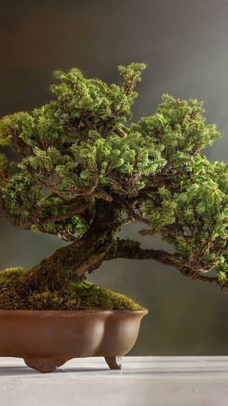 Run android online APK Bonsai Wallpaper from MyAndroid or emulate Bonsai Wallpaper using MyAndroid Run android online APK Bonsai Wallpaper from MyAndroid or emulate Bonsai Wallpaper using MyAndroid