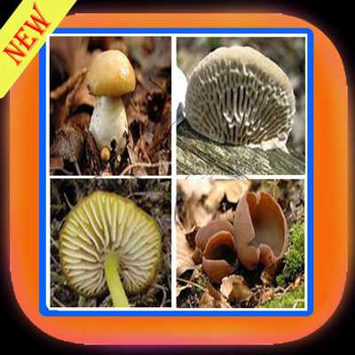 Emulate Android APK Book Of Mushrooms Free Emulate Android APK Book Of Mushrooms Free