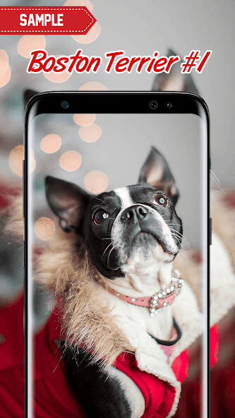 Emulate Android APK Boston Terrier Wallpaper Emulate Android APK Boston Terrier Wallpaper