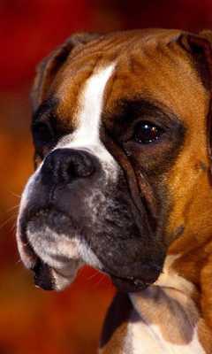 Emulate Android APK Boxer Dogs Jigsaw Puzzles