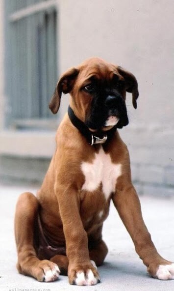 Emulate Android APK Boxers Jigsaw Puzzle Emulate Android APK Boxers Jigsaw Puzzle