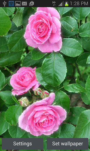 Run android online APK Bright Pink Roses LWP from MyAndroid or emulate Bright Pink Roses LWP using MyAndroid Run android online APK Bright Pink Roses LWP from MyAndroid or emulate Bright Pink Roses LWP using MyAndroid