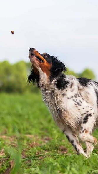 Run android online APK Brittany dog Wallpaper from MyAndroid or emulate Brittany dog Wallpaper using MyAndroid Run android online APK Brittany dog Wallpaper from MyAndroid or emulate Brittany dog Wallpaper using MyAndroid