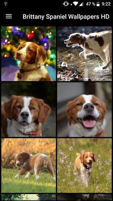Emulate Android APK Brittany Spaniel Wallpapers HD Emulate Android APK Brittany Spaniel Wallpapers HD