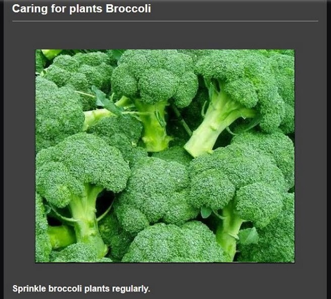 Run android online APK broccoli cultivation from MyAndroid or emulate broccoli cultivation using MyAndroid Run android online APK broccoli cultivation from MyAndroid or emulate broccoli cultivation using MyAndroid