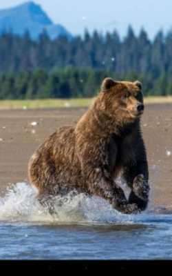 Emulate Android APK Brown Bear Live Wallpaper