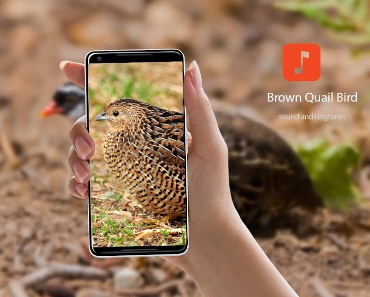 Run android online APK Brown Quail Bird Sounds from MyAndroid or emulate Brown Quail Bird Sounds using MyAndroid Run android online APK Brown Quail Bird Sounds from MyAndroid or emulate Brown Quail Bird Sounds using MyAndroid