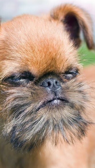 Run android online APK Brussels Griffon Wallpaper from MyAndroid or emulate Brussels Griffon Wallpaper using MyAndroid Run android online APK Brussels Griffon Wallpaper from MyAndroid or emulate Brussels Griffon Wallpaper using MyAndroid