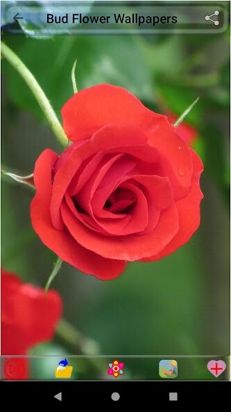 Run android online APK Bud Flower Wallpapers from MyAndroid or emulate Bud Flower Wallpapers using MyAndroid Run android online APK Bud Flower Wallpapers from MyAndroid or emulate Bud Flower Wallpapers using MyAndroid