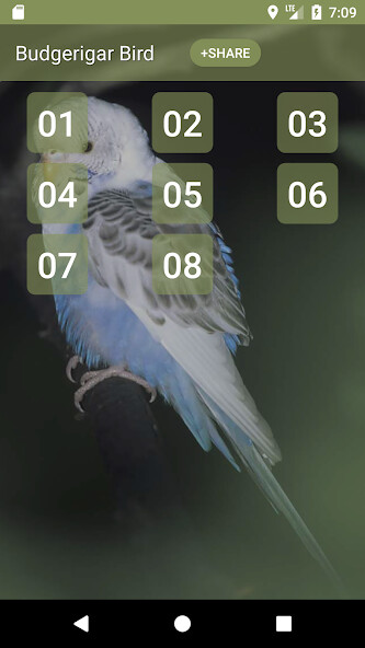 Run android online APK Budgerigar Bird Sounds from MyAndroid or emulate Budgerigar Bird Sounds using MyAndroid Run android online APK Budgerigar Bird Sounds from MyAndroid or emulate Budgerigar Bird Sounds using MyAndroid
