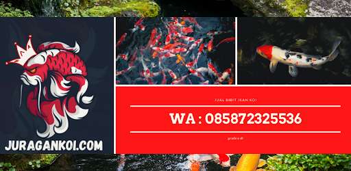 Run android online APK Budidaya Ikan Koi Unggul Lengkap from MyAndroid or emulate Budidaya Ikan Koi Unggul Lengkap using MyAndroid