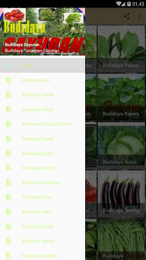 Run android online APK Budidaya Sayuran from MyAndroid or emulate Budidaya Sayuran using MyAndroid Run android online APK Budidaya Sayuran from MyAndroid or emulate Budidaya Sayuran using MyAndroid