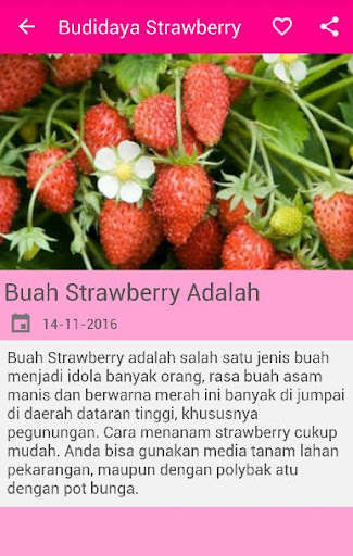 Run android online APK Budidaya Strawberry from MyAndroid or emulate Budidaya Strawberry using MyAndroid