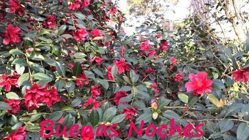 Run android online APK Buenas Noches v4 from MyAndroid or emulate Buenas Noches v4 using MyAndroid