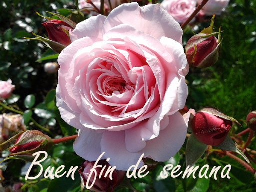 Run android online APK Buen fin de semana from MyAndroid or emulate Buen fin de semana using MyAndroid