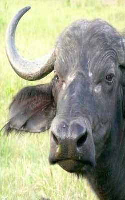 Emulate Android APK Buffalo Sounds for Kids