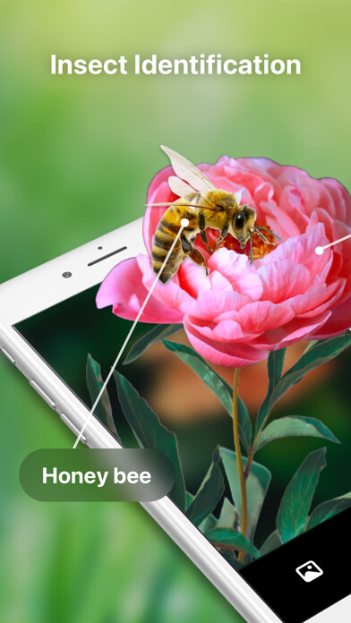 Emulate iPhone app Bug Identifier Spider Insect using MyAndroid Emulate iPhone app Bug Identifier Spider Insect using MyAndroid