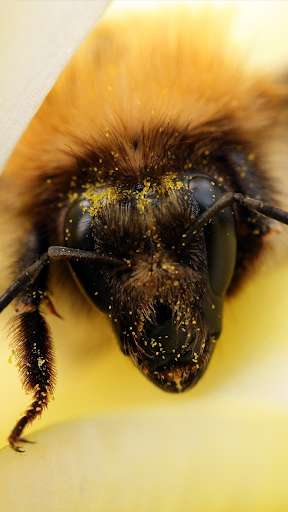 Emulate Android APK Building A Beehive Emulate Android APK Building A Beehive