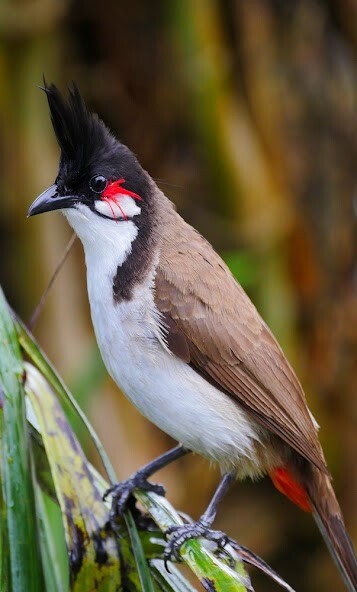 Run android online APK Bulbul Birds Sounds from MyAndroid or emulate Bulbul Birds Sounds using MyAndroid