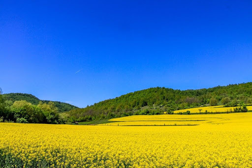 Run android online APK Bulgaria wallpapers from MyAndroid or emulate Bulgaria wallpapers using MyAndroid