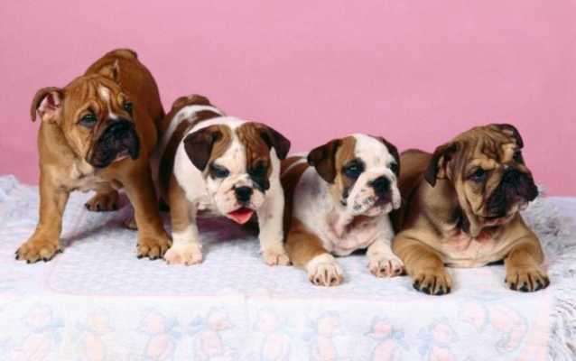 Emulate Android APK Bulldog HD Wallpapers Emulate Android APK Bulldog HD Wallpapers