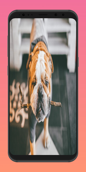 Run android online APK bulldog from MyAndroid or emulate bulldog using MyAndroid Run android online APK bulldog from MyAndroid or emulate bulldog using MyAndroid